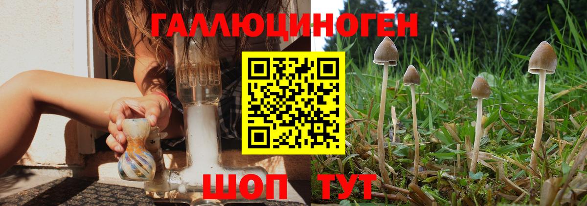 Псилоцибиновые грибы GOLDEN TEACHER  Вход с VPN  Зеленогорск  Псилоцибиновые грибы GOLDEN TEACHER 